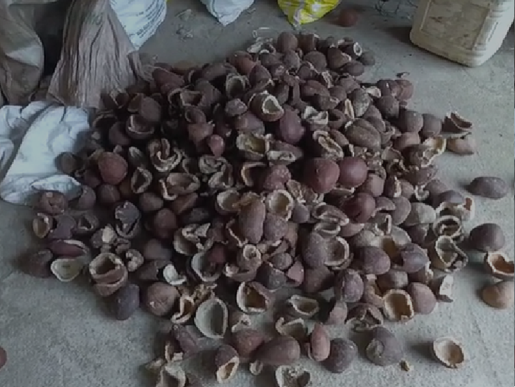 सड़ी नारियल की गरी।