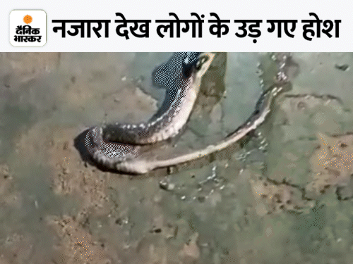 कोरबा जिले के रजगामार में भी सांप द्वारा सांप के शिकार का वीडियो सामने आया था