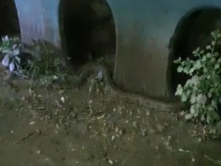 7 feet long python seen near RDA office, video viral on social media ...