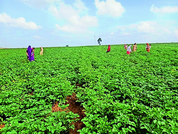 7 lakhs will be earned from potato cultivation, women of pandrapath gothan  are doing farming with organic fertilizers in gothan