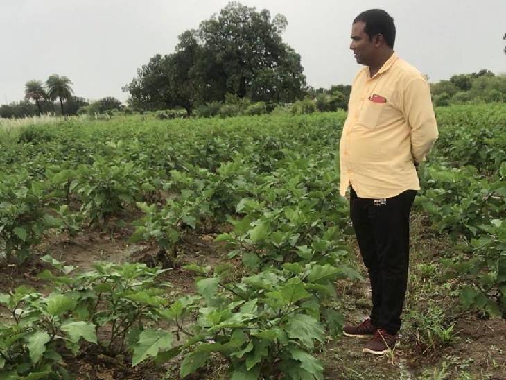 बैंगन के खेत में फसलों को देखते किसान नृपेंद्र सिंह।