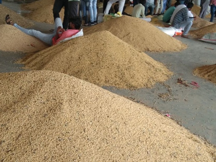 14,517 quintals of soybean arrived in the market, the price is Rs 4600