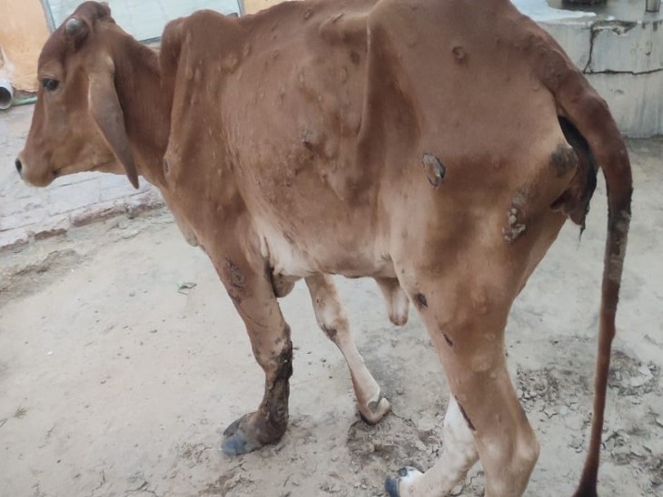 Urmul Dairy bought 1.40 lakh doses of Gote Pox Vaccine, cattle ranchers