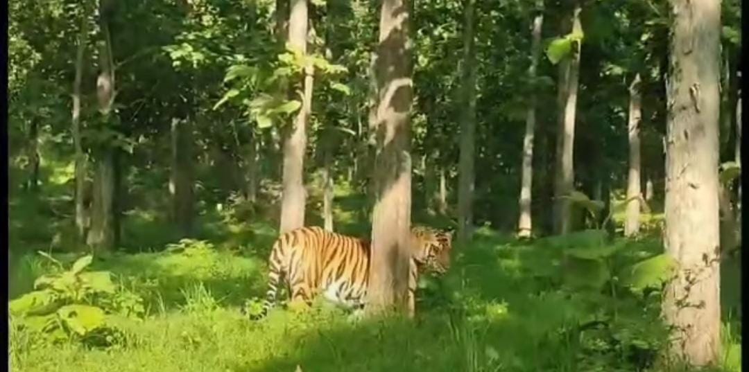 बाघ विचरण करते दिखा।