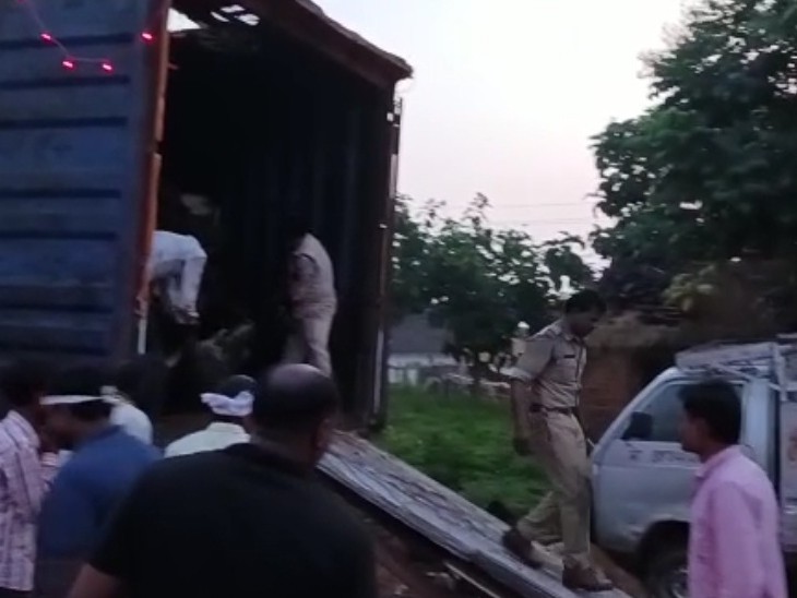 वाहन से मवेशियों को नीचे उतारती पुलिस। वाहन को थाना परिसर में रखवाया। - Dainik Bhaskar