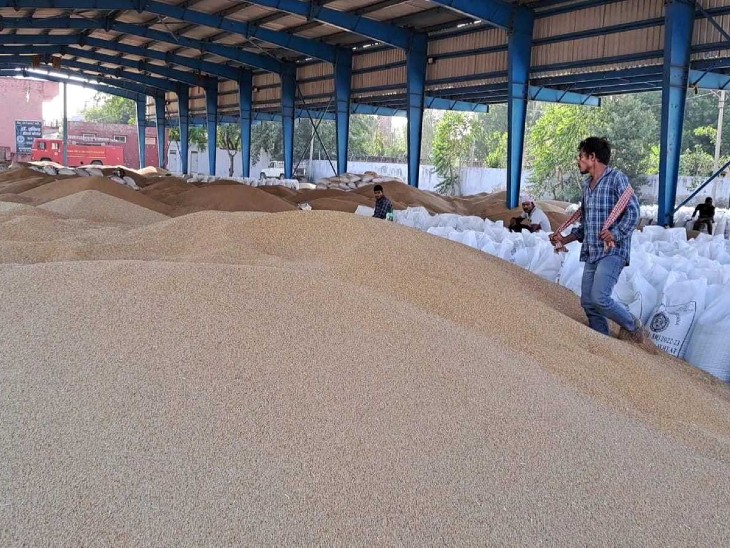 Till now, about 10 thousand quintals of millet reached the market, but