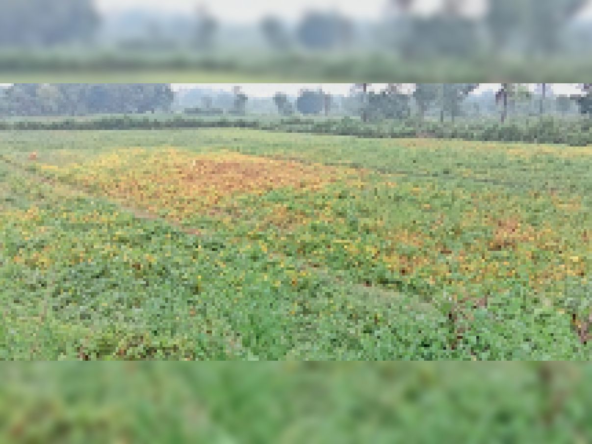 Farmers can give information on toll free number 18002664141 under PM