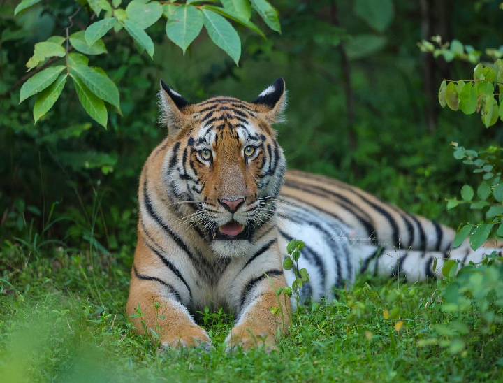 मध्यप्रदेश में 6 टाइगर रिजर्व हैं। इनमें टाइगर को करीब से टूरिस्ट देख सकते हैं। मध्यप्रदेश में 526 टाइगर हैं। इनमें से सबसे ज्यादा 118 टाइगर कान्हा नेशनल पार्क में हैं।