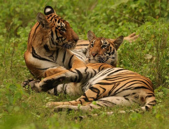 फोटो पेंच टाइगर रिजर्व का है। यहां 8 गेट के जरिए पार्क में एंट्री की जा सकती है। यहां पर 1 से 15 सीटें तक खाली हैं। पेंच टाइगर रिजर्व में 60 टाइगर हैं।