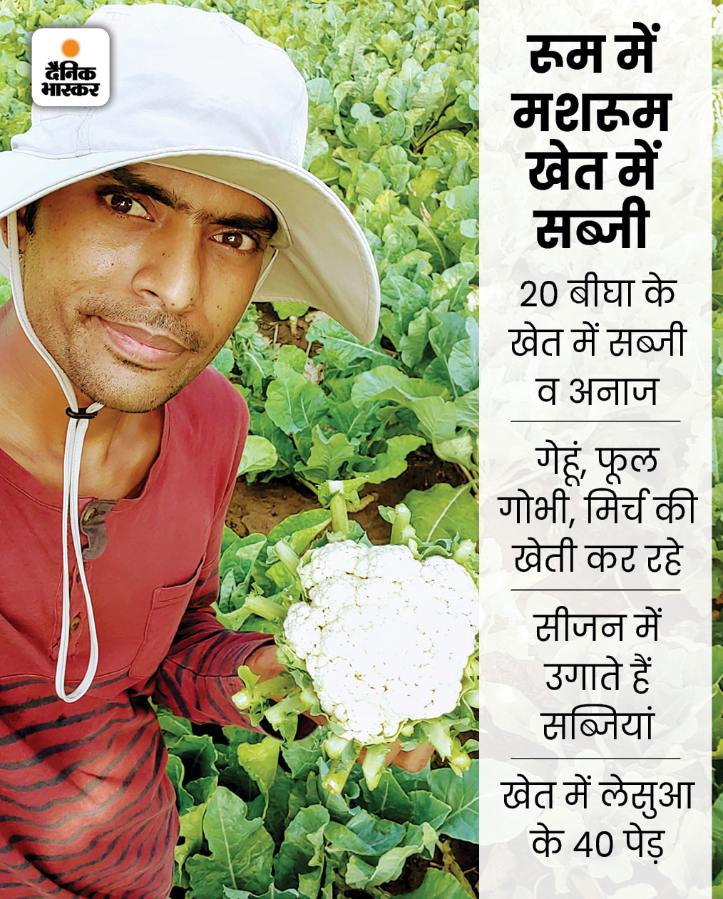 जितेंद्र के पास 20 बीघा की खेती है। मशरूम ऐसी फसल है जिसे आमतौर पर बैग्स में लटकाकर उपजाया जाता है। ऐसे में इसे खेतों की जरूरत नहीं होती। जितेंद्र मशरूम के साथ-साथ खेतों में मौसम के अनुसार फसल और सब्जियों का उत्पादन भी करते हैं। खेत में गेहूं, फूल गोभी, मिर्च और सब्जियों की खेती कर रहे हैं। इसके अलावा लेसुआ के 40 पेड़ भी लगे हैं।