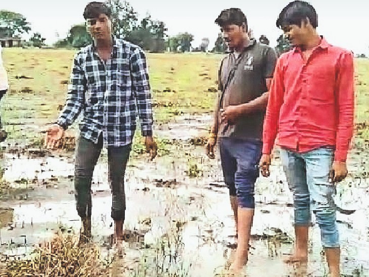 खेतों में पानी भरा होने से इस तरह निकाल रहे फसल। - Dainik Bhaskar