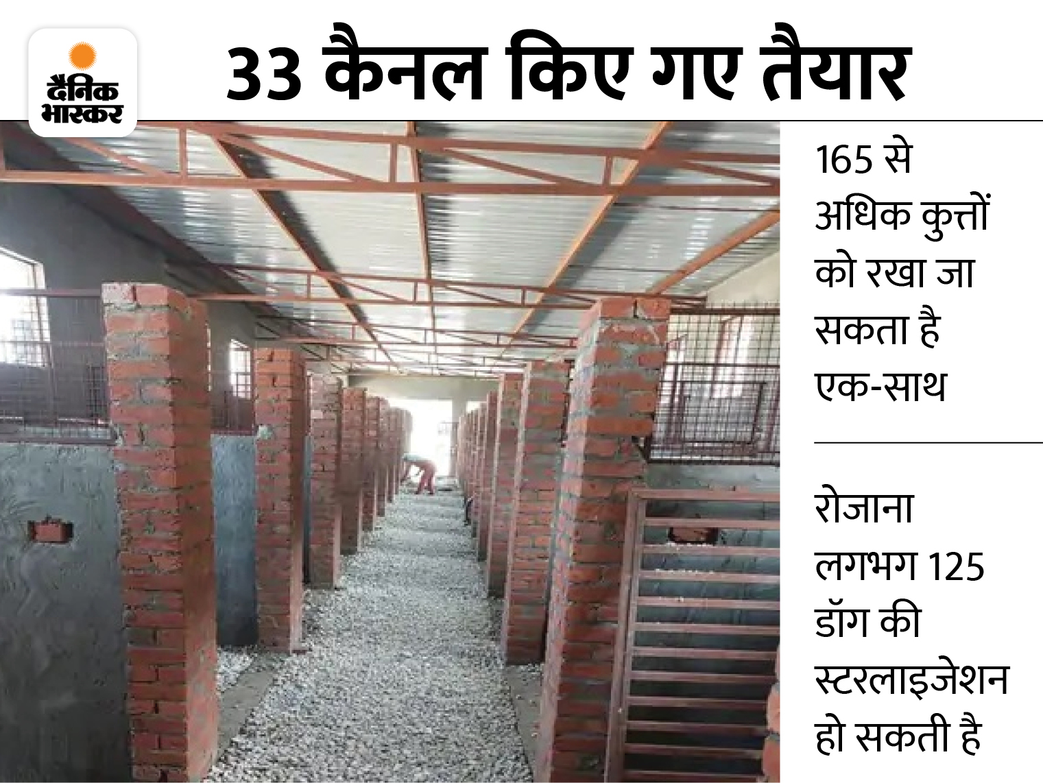 Dog Sterilization Process In Amritsar, Municipal Corporation Open