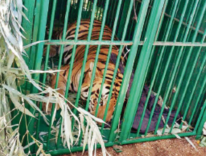 बाघ टी 421 को शाम 5 बजे सतपुड़ा नेशनल पार्क के चूरना में इक्लोजर में छोड़ दिया गया - Dainik Bhaskar