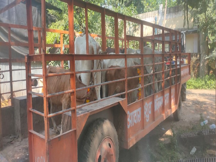 गौवंश को गौशाला ले जाते हुए