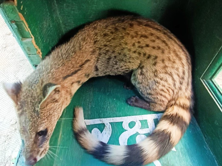 वन विभाग ने रेस्क्यू कर स्मॉल इंडियन सिवेट को छोड़ा आमागढ़ के जंगलों में।