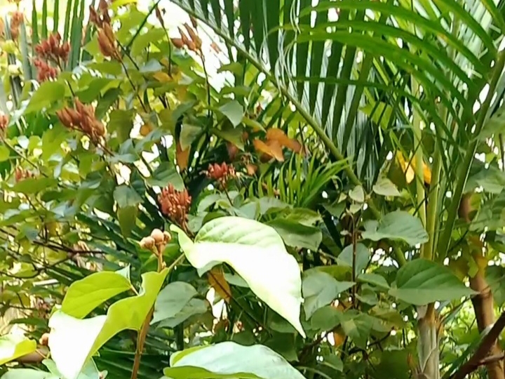 Java Ki Rani Tree People visit this tree after Goddess Darshan in Ram Janki Mandir Math