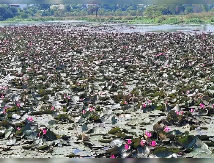 भोपाल के लहारपुर में कमल के फूलों की बड़े पैमाने पर खेती हो रही है। यहां से भोपाल के अलावा अन्य शहरों में भी कमल भेजा जा रहा है।