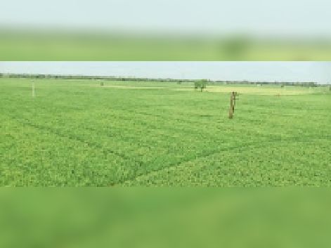 Baran rice reaching Indonesia, Britain, America, Gulf countries ...