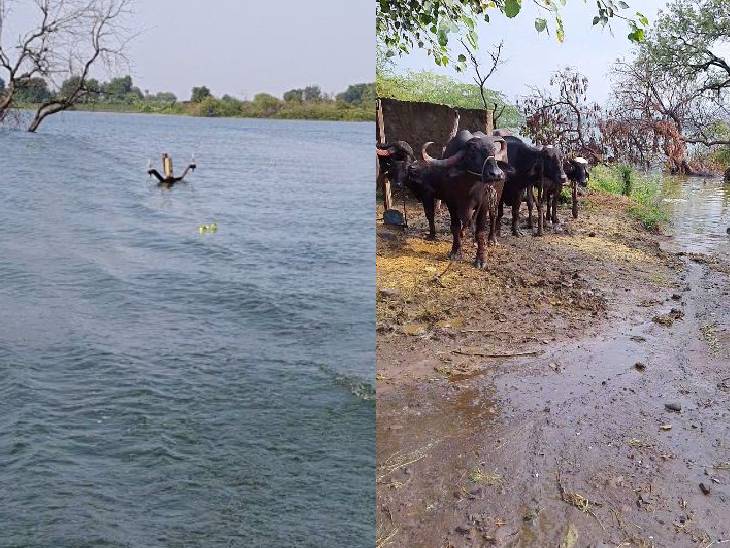 कुकरा घाट गांव बांध के डूब में चला गया। यहां बिजली के पोल आज भी हैं, लेकिन बिजली नहीं है। बीच टापू में रहने वाले लोगों ने मवेशी भी पाल रखे हैं।