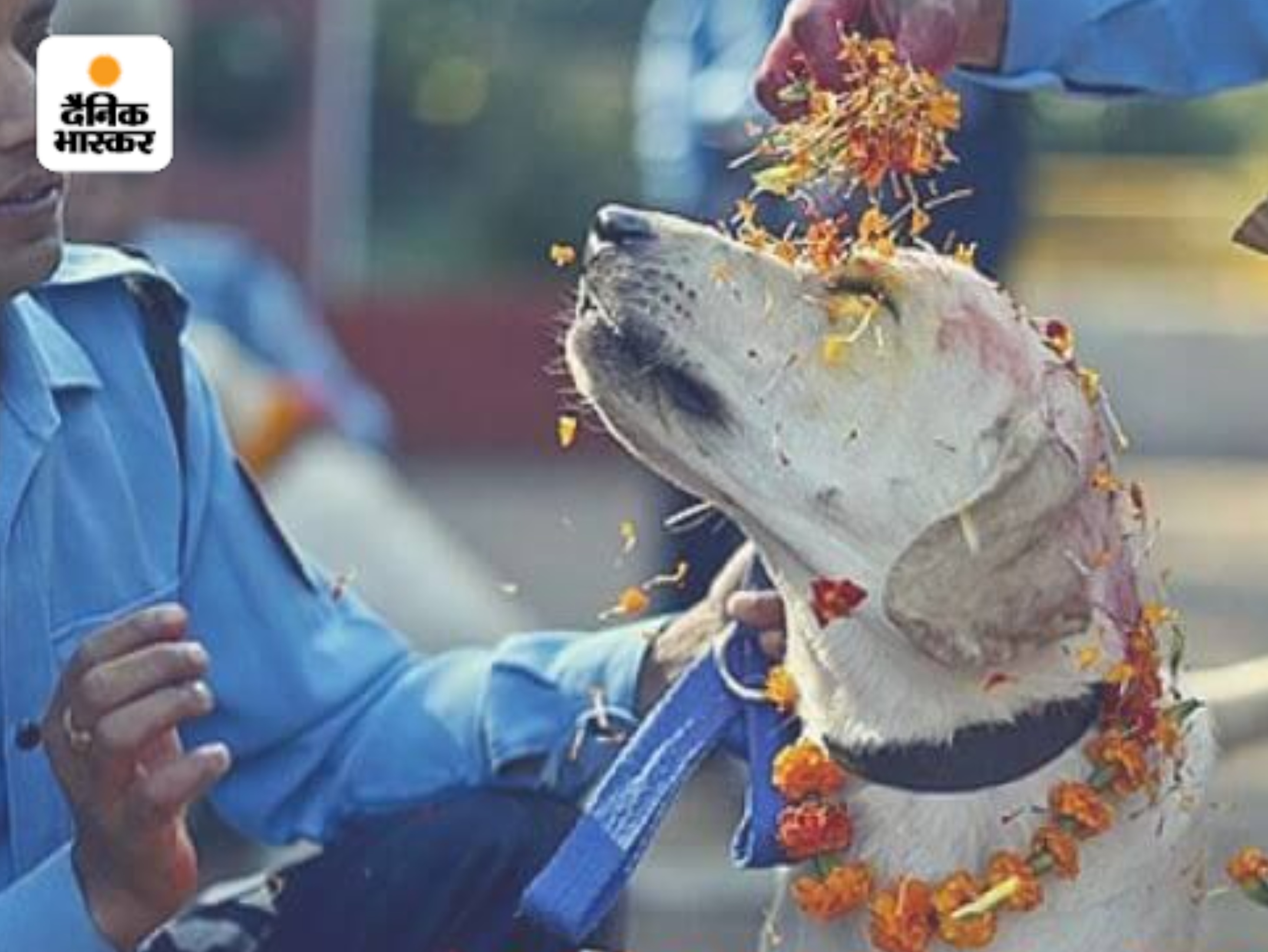 नेपाल पुलिस डॉग स्कवॉड के कुत्तों की पूजा करते हुए।