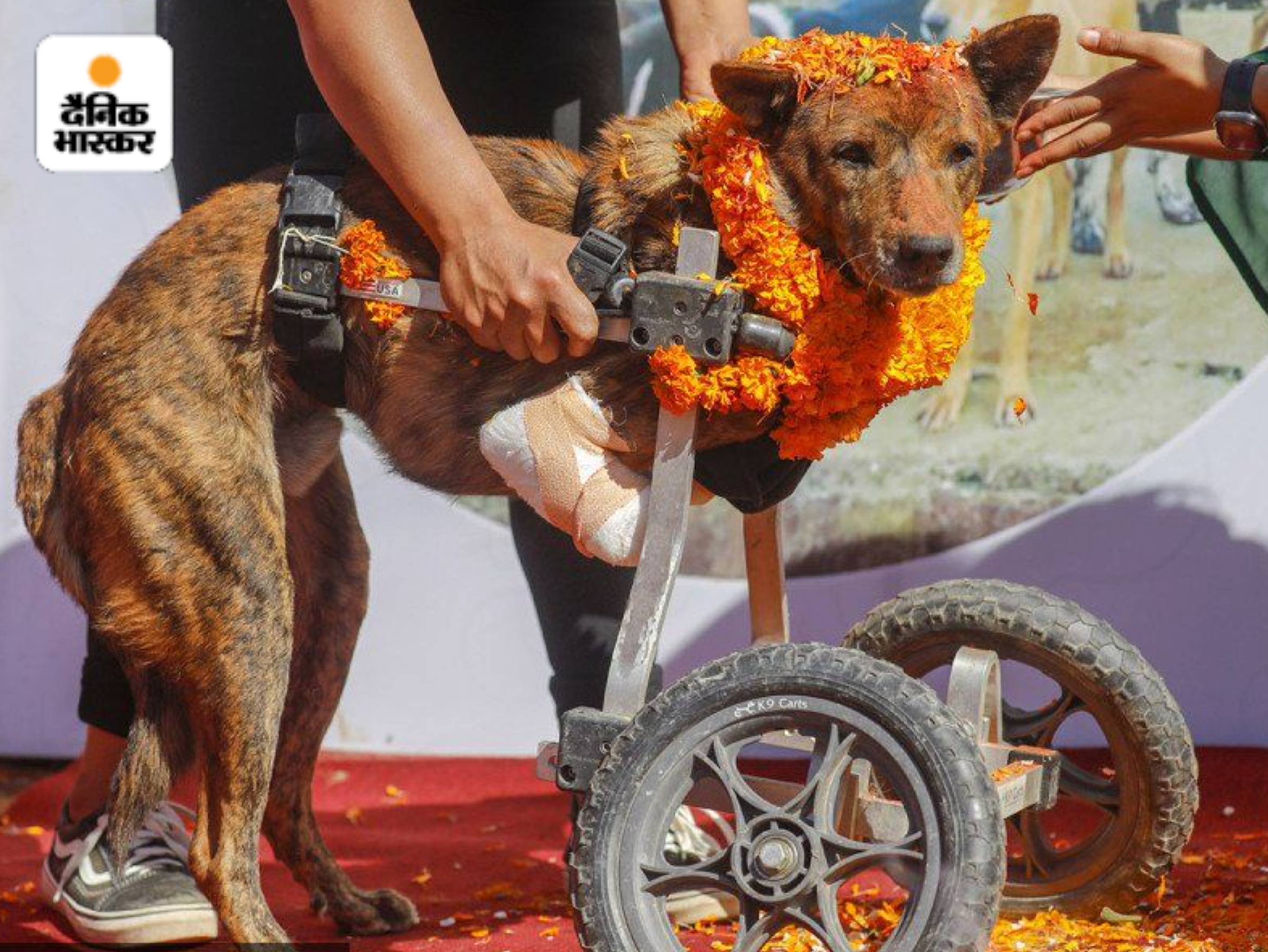 नेपाल के ललितपुर में एक डॉग शेल्टर में अपाहिज डॉग की पूजा की गई।