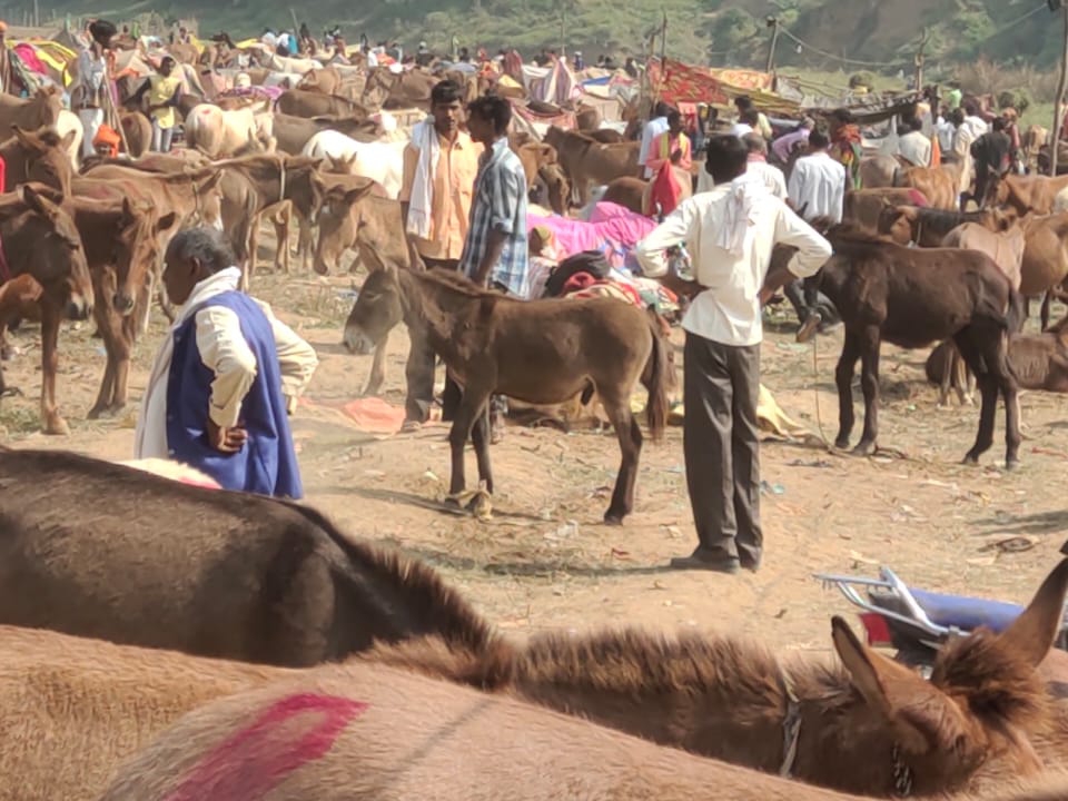 चित्रकूट में लगने वाले मेले में गधों का कारोबार लगभग 3 करोड़ का होता है। यहां गधों की कद-काठी के हिसाब से कीमत होती है। इनके नाम भी लोगों के लिए आकर्षण का केंद्र होते हैं।