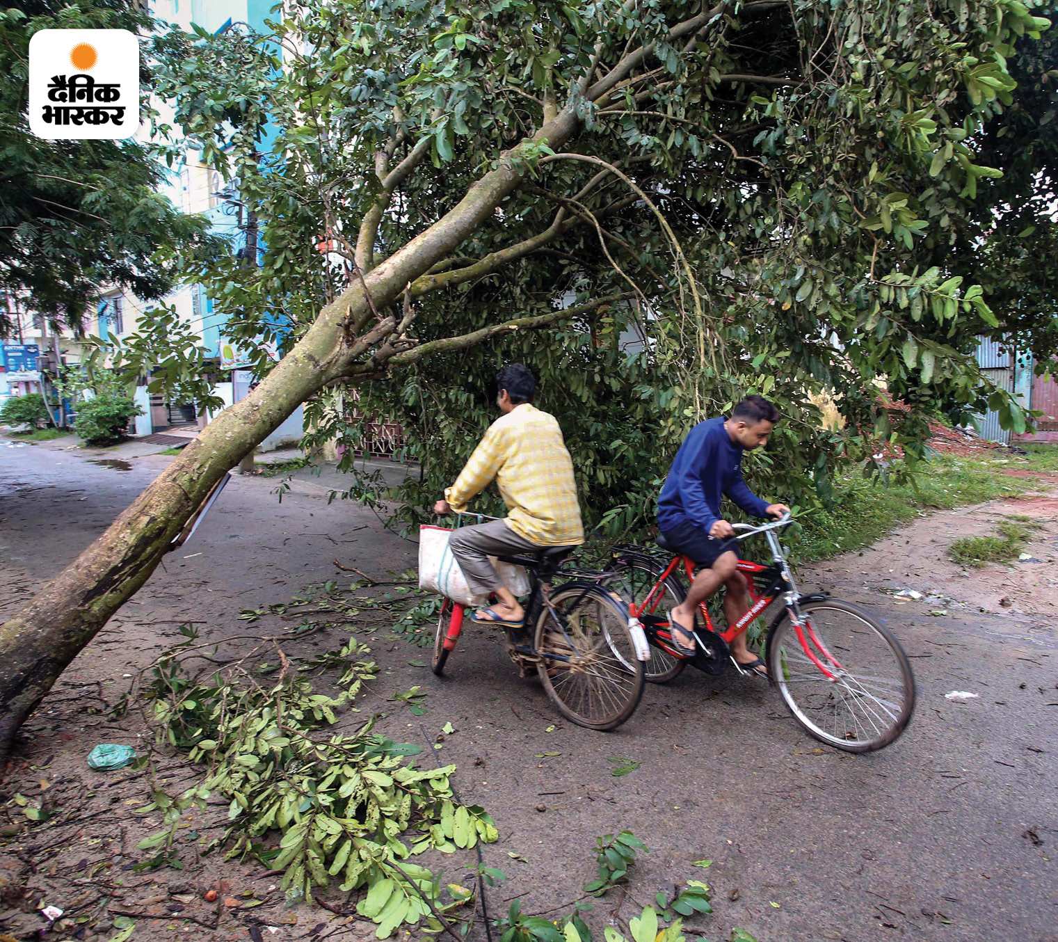 People pass under uprooted trees due to Cyclone Sitarang, in Agartala on Tuesday.