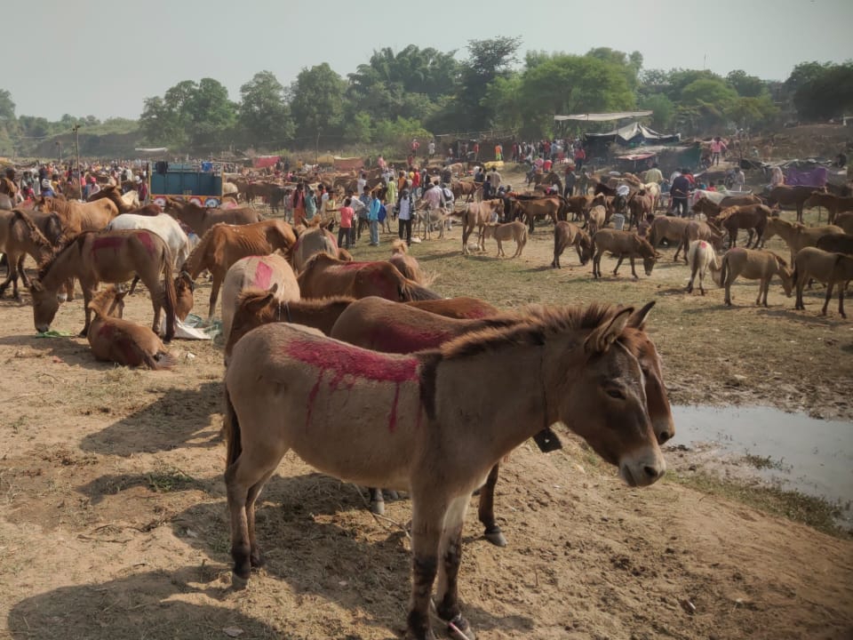 पूरे एमपी और यूपी से गधे बेचने के लिए चित्रकूट में लाए जाते हैं। यहां गधों का मेला दो दिन तक लगता है। इस साल भी सैकड़ों की तादाद में गधे और खच्चर यहां लाए गए हैं।