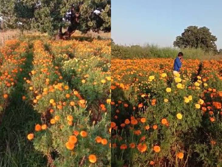 गेंदा ऐसा फूल है, जिसमें सबसे अधिक उत्पादन होता है। इसके फूलों को सालभर में 10-12 बार तोड़ सकते हैं।