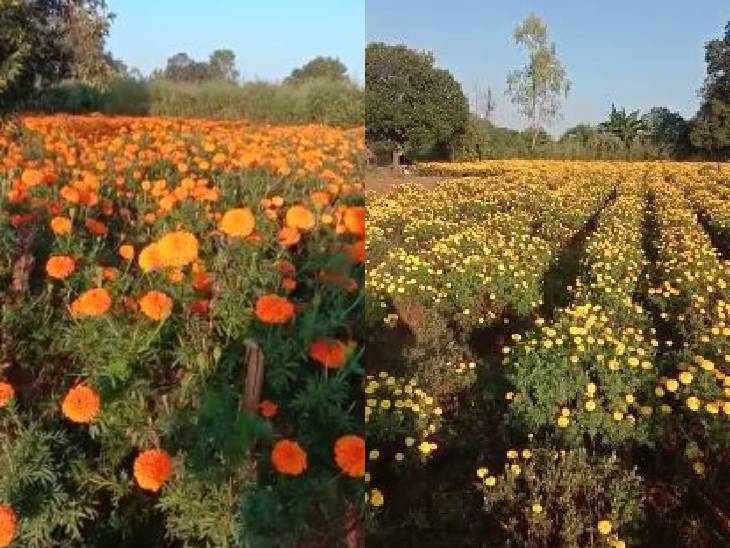 फूल की डिमांड गणेश चतुर्थी से शुरू ही जाती है। नवरात्र में भी डिमांड ज्यादा रहती है। सबसे ज्यादा मांग दिवाली के समय होती है।