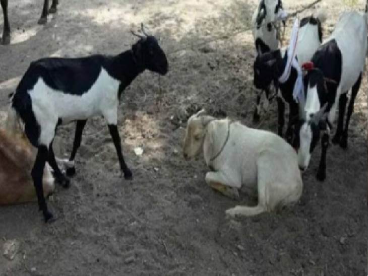 फाइल फोटो। - Dainik Bhaskar