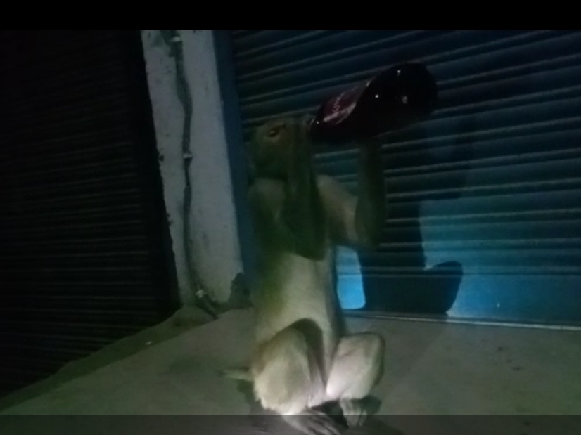 शराब पीता बंदर ।