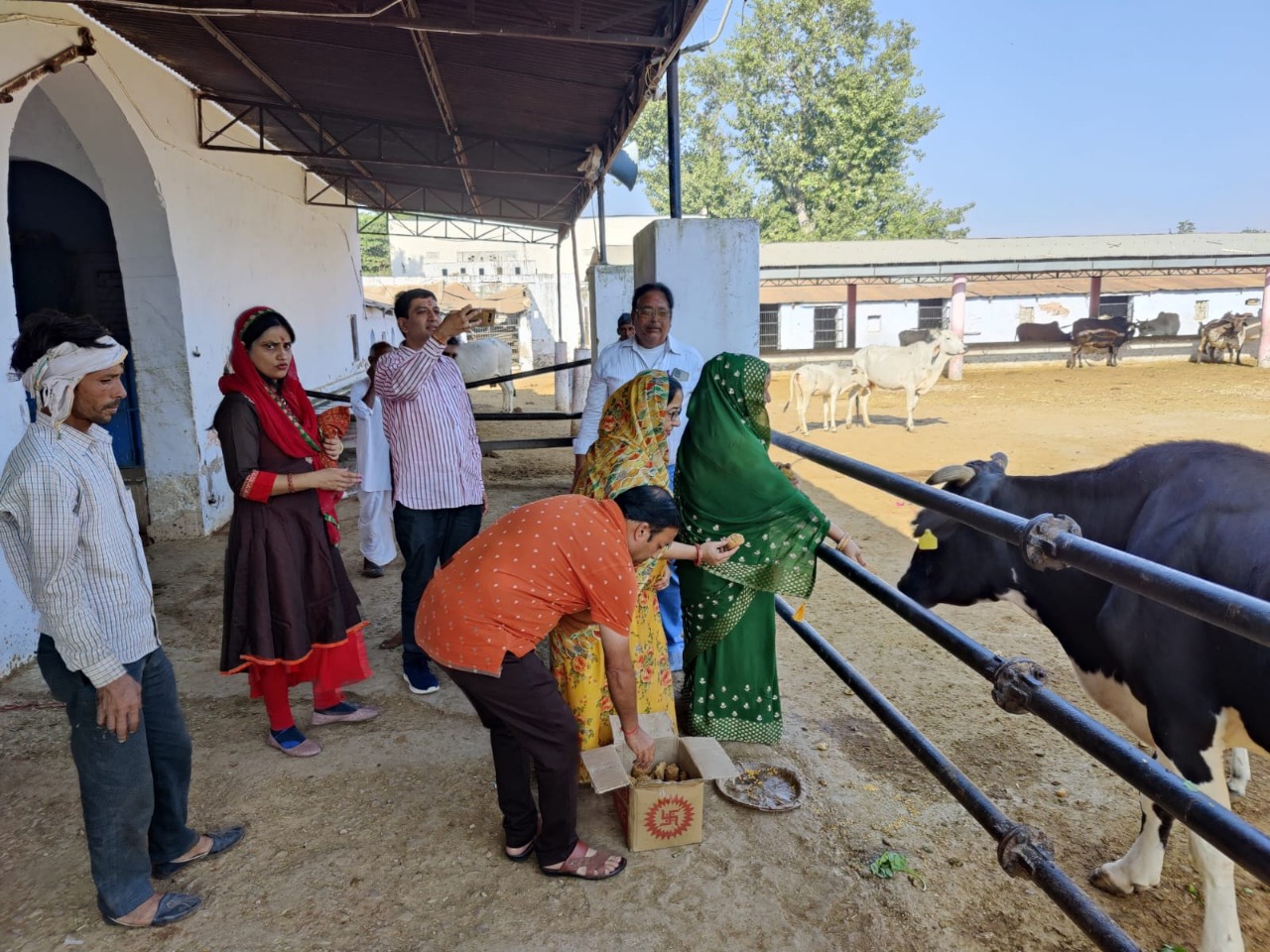 Feed cows with jaggery, dalia and laddus of country ghee, also given