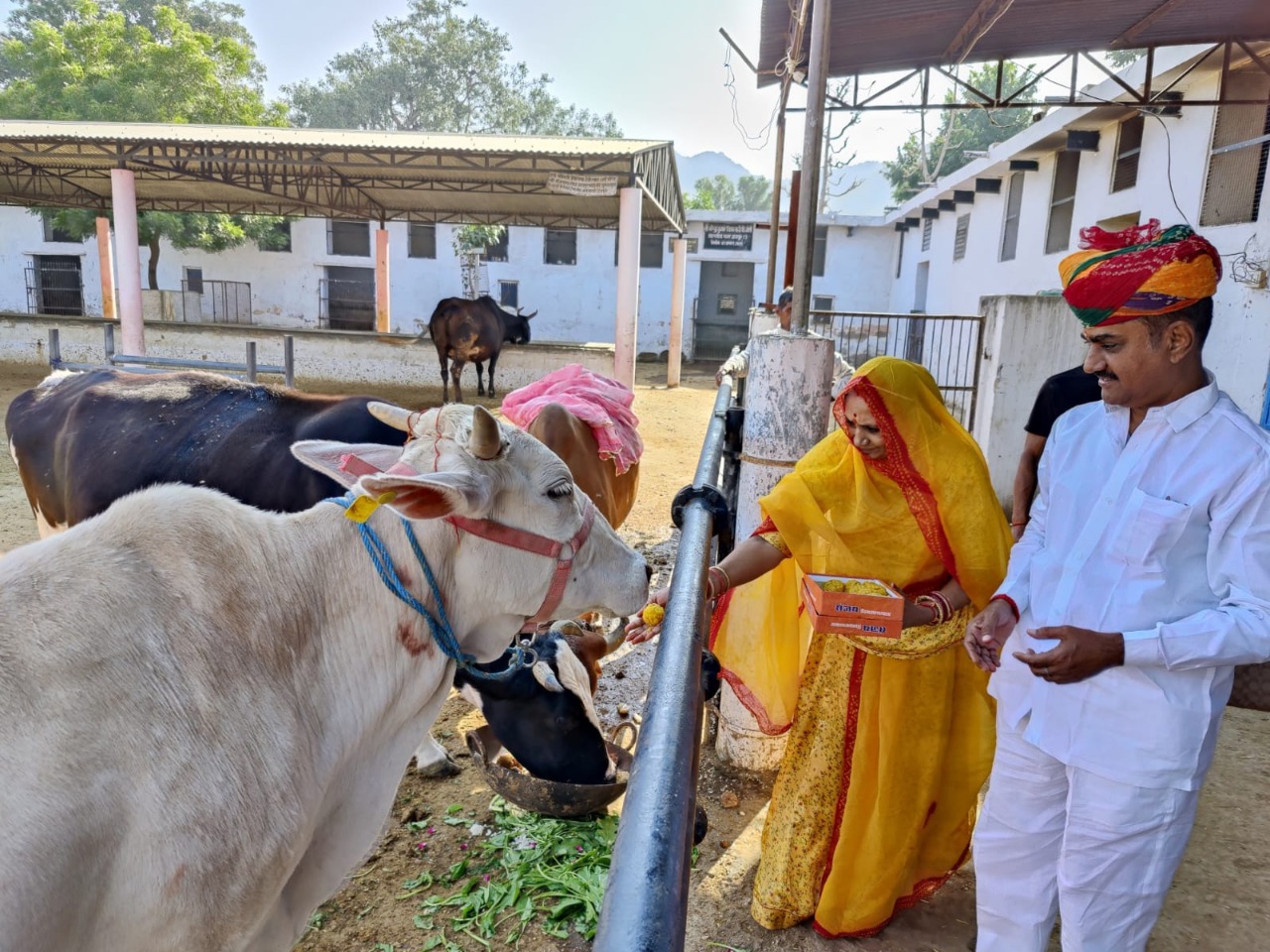 Feed cows with jaggery, dalia and laddus of country ghee, also given