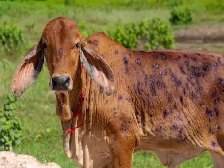 अंचल की 3,15,299 गायों को अभी तक लंपी से बचाव के टीके लगाए जा चुके हैं। - Dainik Bhaskar
