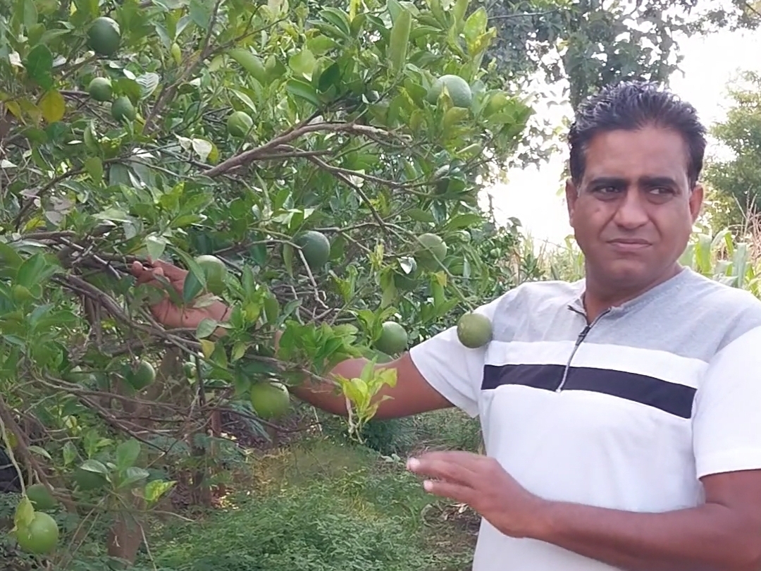 बींस के अलावा नीबू व मौसंबी के पेड़ भी लगाए हैं।