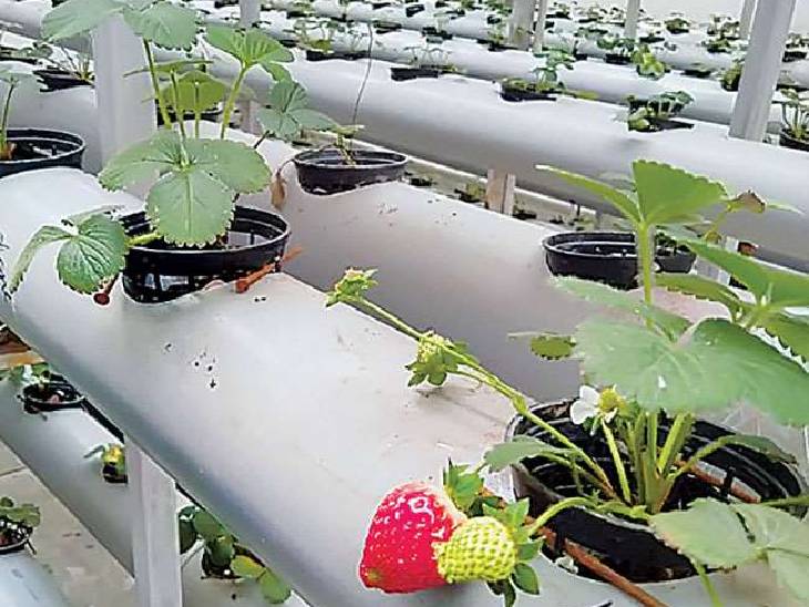 Drip Drop Prototypes 70 by drip drop cassept then by hydroponic technology save 50% water ...