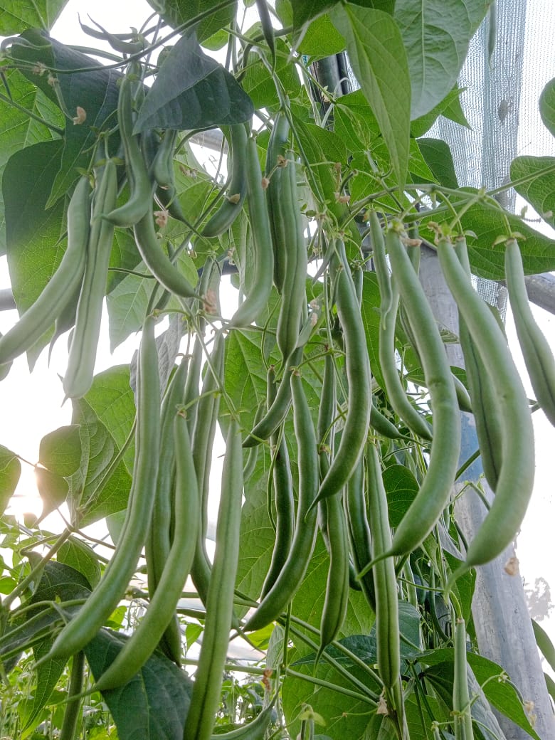 नवनीत के खेत में उपजी बीन्स की फलियां की सप्लाई बैतूल, नागपुर और मुंबई के रास्ते अरब देशों तक की जाती है।