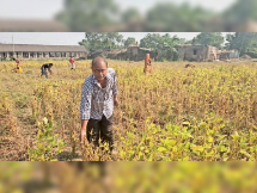 Soybean crop ready in 90 days after maize तकनीक मक्के के बाद 90