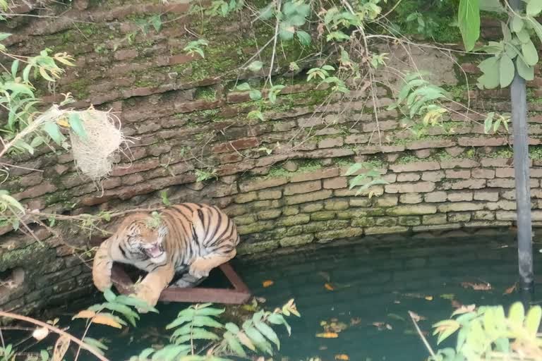 दो माह पहले कुएं में गिरकर इस तरह बैठा था बाघ।