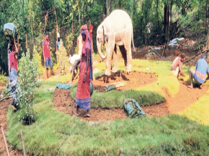दलमा सैंक्चुरी को सजाने का चला रहा काम - jharkhand samachar