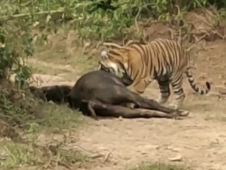 इधर, अलवर शहर के पास बफर जोन में 5 दिन पहले टाइगर ने भैंस का शिकार किया था। जिसके बाद शावक उसे खाने की कोशिश करता दिखा।