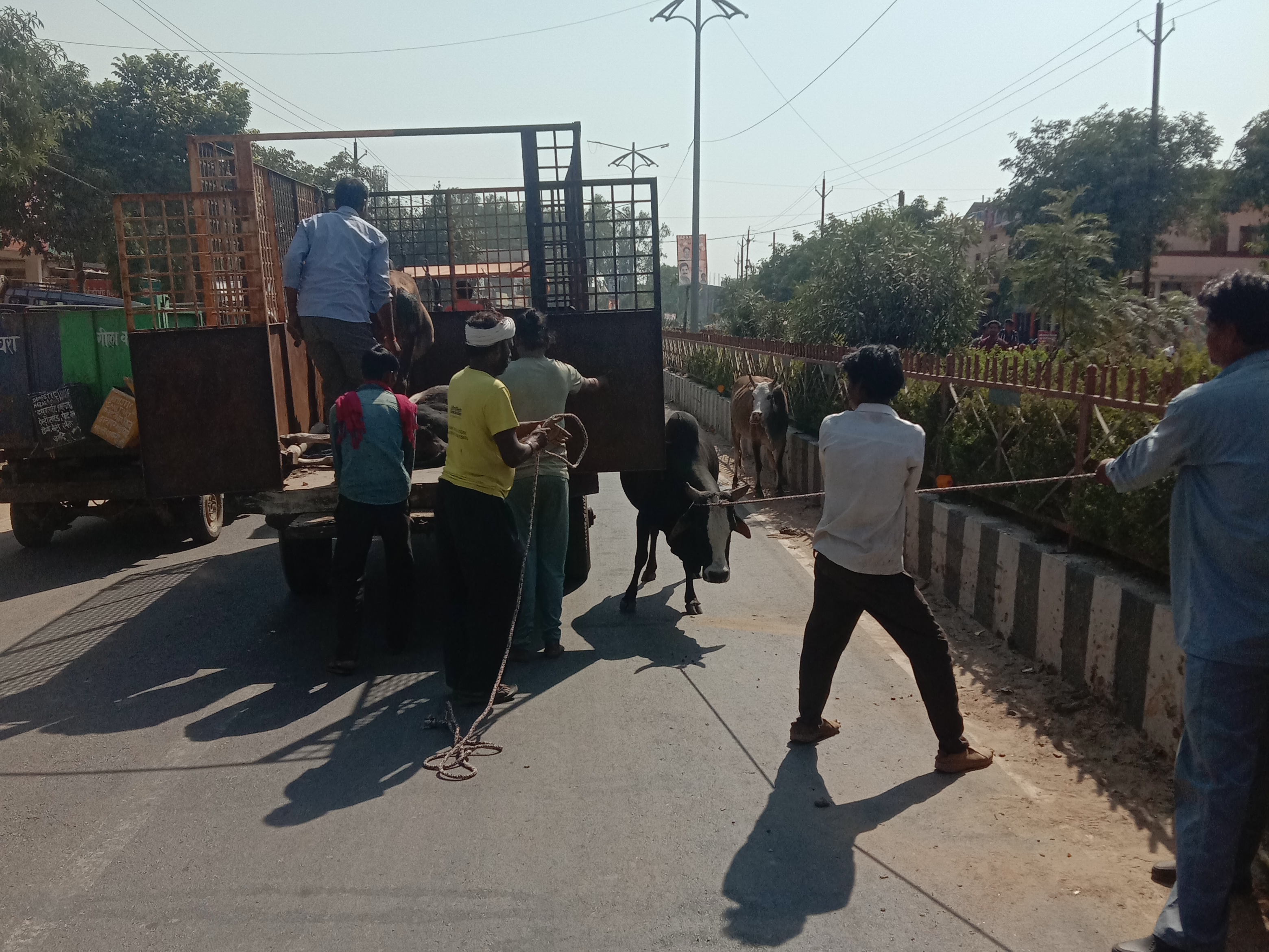 शहर की सड़कों पर घूम रहे आवारा मवेशियों को पकड़ा जा रहा है।
