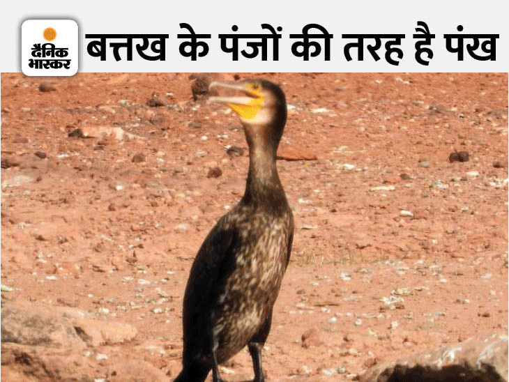 5 मीटर पानी में गोता लगाकर करता मछली का शिकार Large cormorant hunts