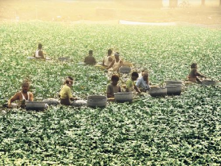 This year water chestnut cultivation in 38 ponds of Dhanbad is expected to produce up to 300