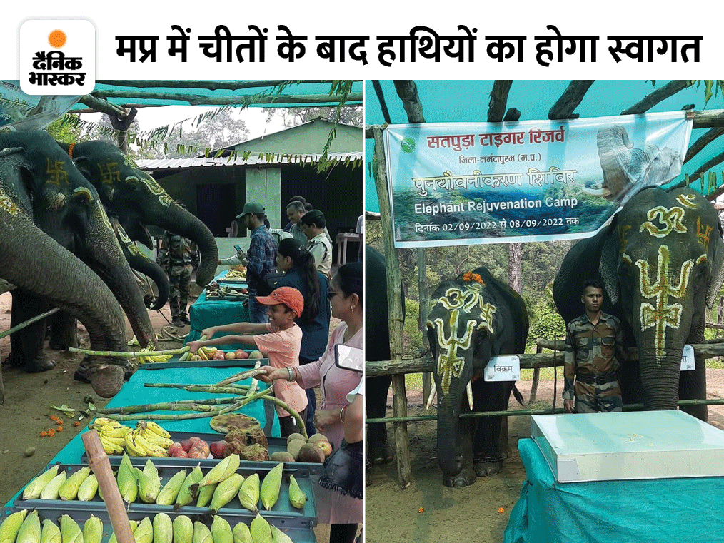 MP Elephant Translocation; From Karnataka To Satpura (STR), Pench And