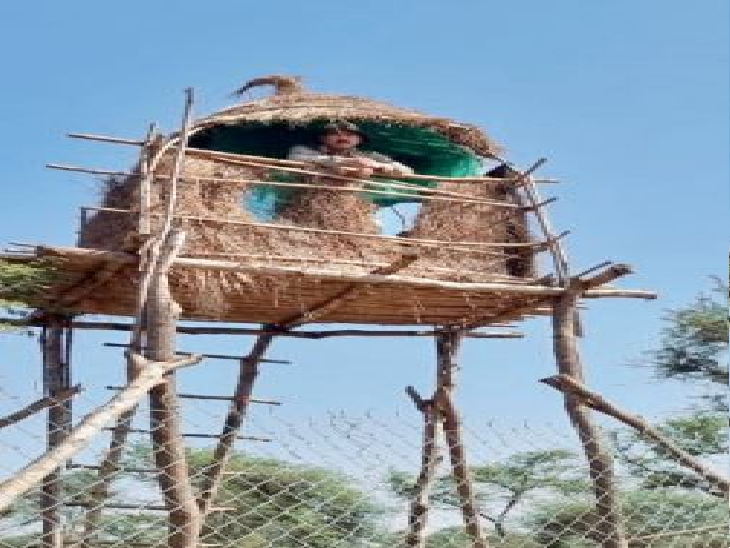 चीतो की निगरानी के लिए कूनाे में पहली बार ऐसा टाॅवर बनाया गया है कि जिसमें निगरानी करने वाले को चीता न देख सके, लेकिन उनकी पल-पल की एक्टिविटी पर नजर रखी जा सके। - Dainik Bhaskar