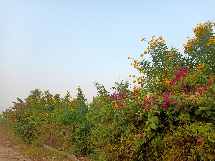 सर्दी के मौसम में जंगली झाड़ियां और बेलों पर रंग-बिरंगे फूल खिलने लगे हैं।