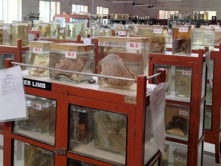 एनाटॉमी डिपार्टमेंट के पास बने म्यूजियम में रखे स्पेसिमेन। यहां दान की हुई डेड बॉडी के अलग-अलग पार्ट्स निकालकर केमिकल में रखे गए हैं।