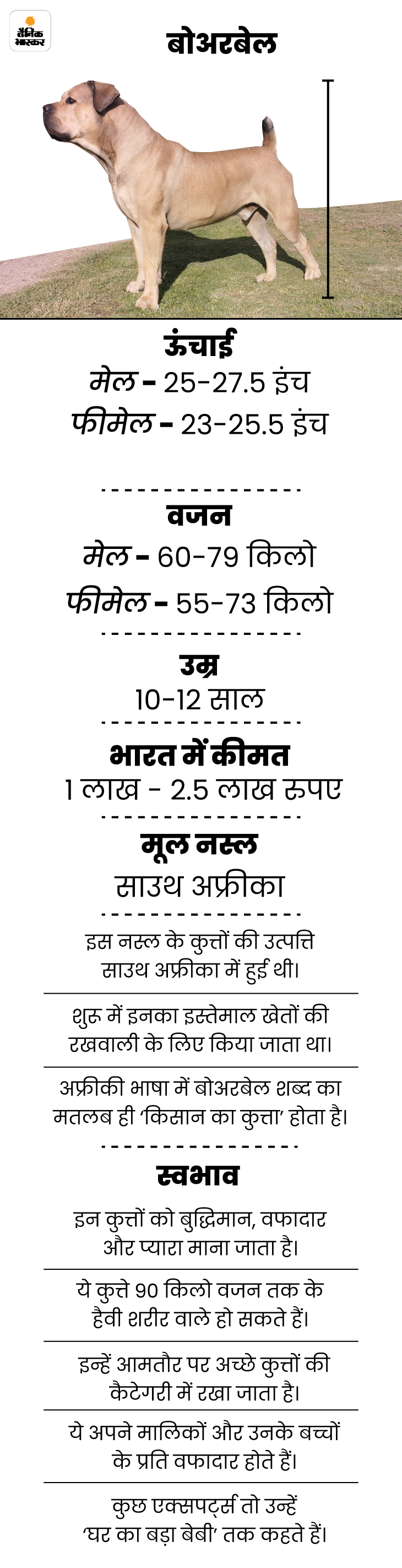 Gurugram Dog Attack; Why 11 Breeds Of Dogs (Kutte) Banned? Full Story